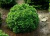 PICEA GLAUCA ''ALBERTA GLOBE''